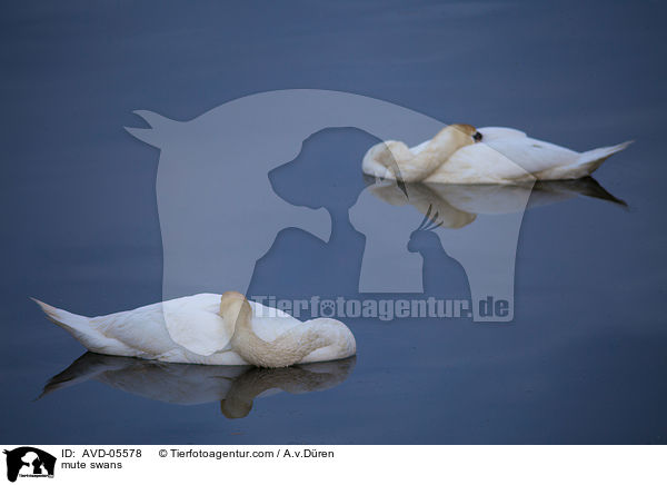 Hckerschwne / mute swans / AVD-05578