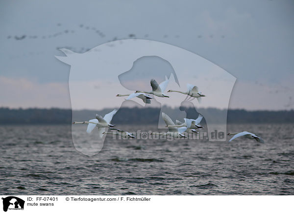 Hckerschwne / mute swans / FF-07401