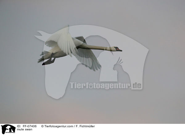 Hckerschwan / mute swan / FF-07406