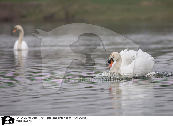 Hckerschwne / mute swans / AVD-06068