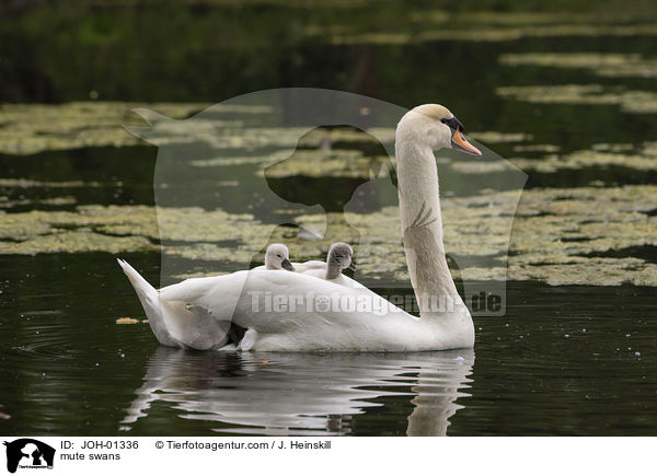 Hckerschwne / mute swans / JOH-01336