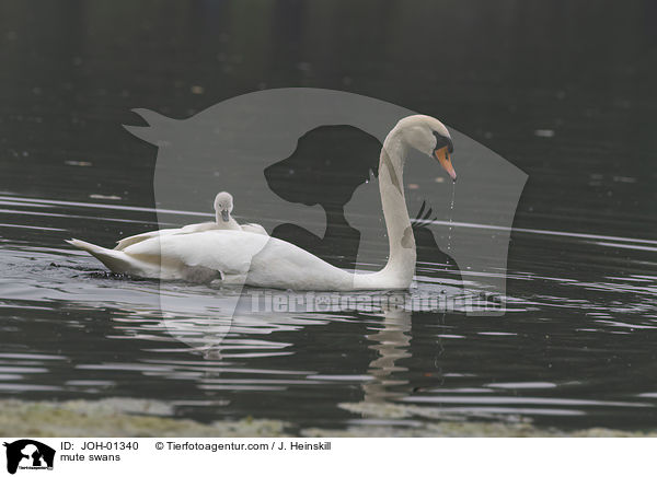 Hckerschwne / mute swans / JOH-01340