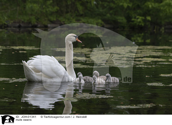 Hckerschwne / mute swans / JOH-01341