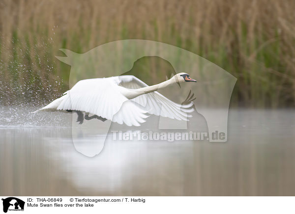 Hckerschwan fliegt ber den See / Mute Swan flies over the lake / THA-06849