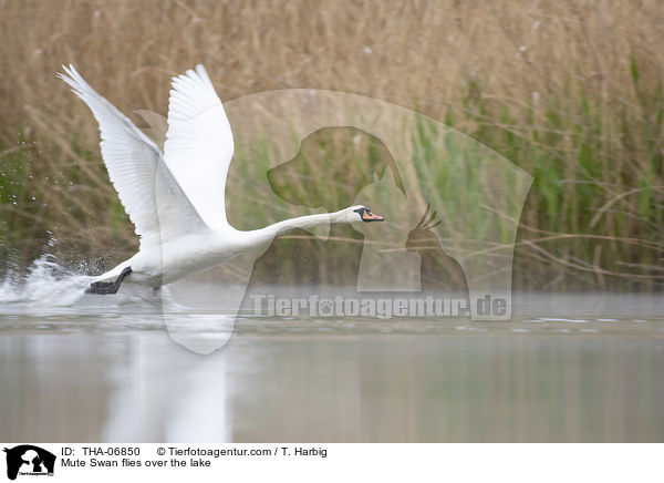 Hckerschwan fliegt ber den See / Mute Swan flies over the lake / THA-06850