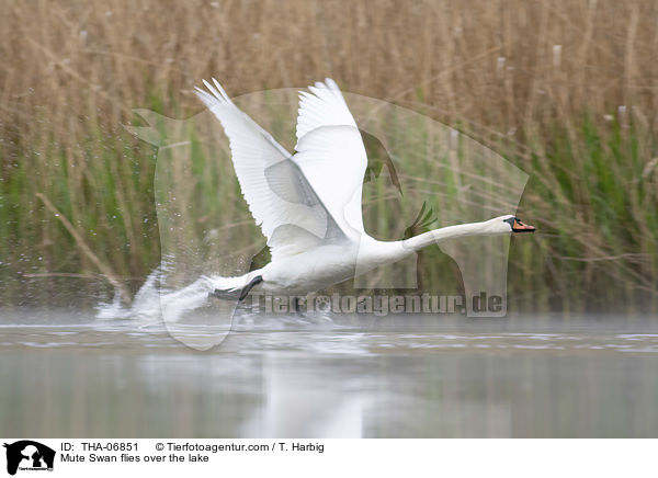Hckerschwan fliegt ber den See / Mute Swan flies over the lake / THA-06851