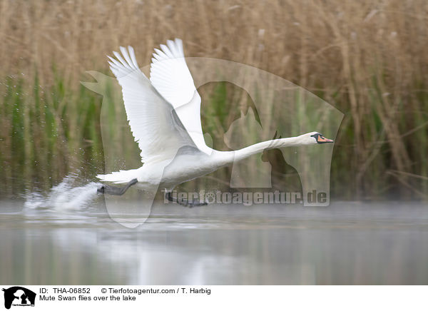 Hckerschwan fliegt ber den See / Mute Swan flies over the lake / THA-06852