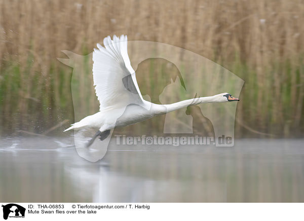 Hckerschwan fliegt ber den See / Mute Swan flies over the lake / THA-06853