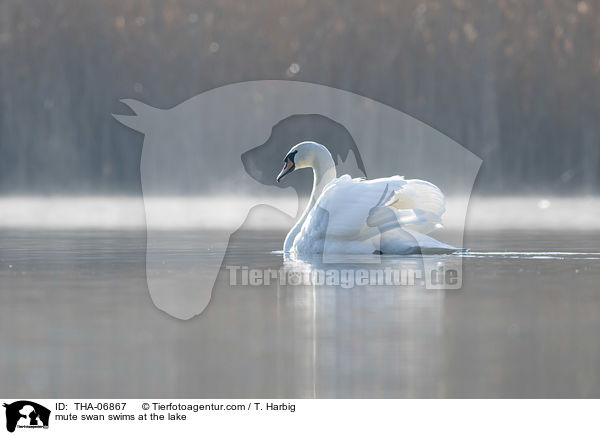 Hckerschwan schwimmt auf See / mute swan swims at the lake / THA-06867