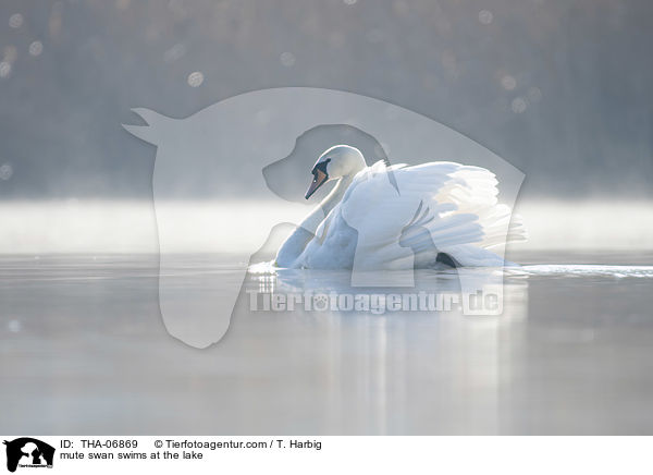 Hckerschwan schwimmt auf See / mute swan swims at the lake / THA-06869