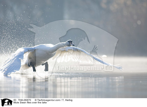 Hckerschwan fliegt ber den See / Mute Swan flies over the lake / THA-06870