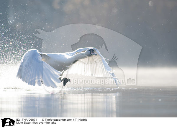 Hckerschwan fliegt ber den See / Mute Swan flies over the lake / THA-06871