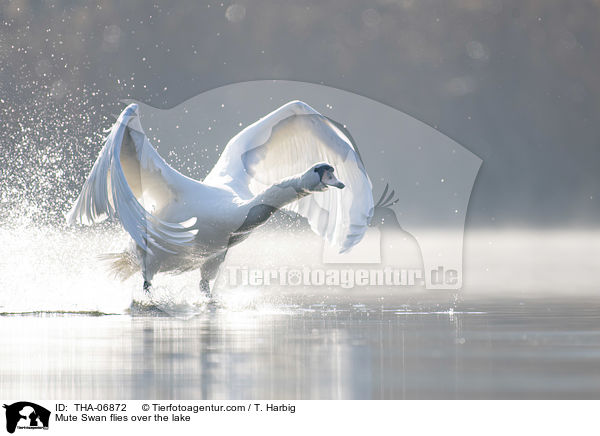 Hckerschwan fliegt ber den See / Mute Swan flies over the lake / THA-06872