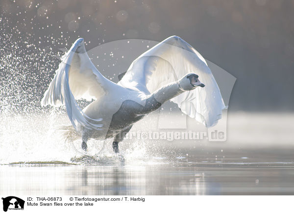 Hckerschwan fliegt ber den See / Mute Swan flies over the lake / THA-06873