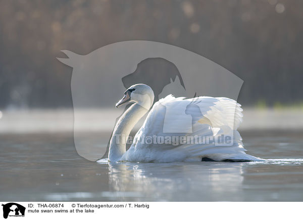 Hckerschwan schwimmt auf See / mute swan swims at the lake / THA-06874