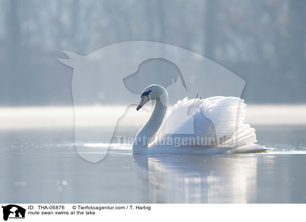 Hckerschwan schwimmt auf See / mute swan swims at the lake / THA-06876