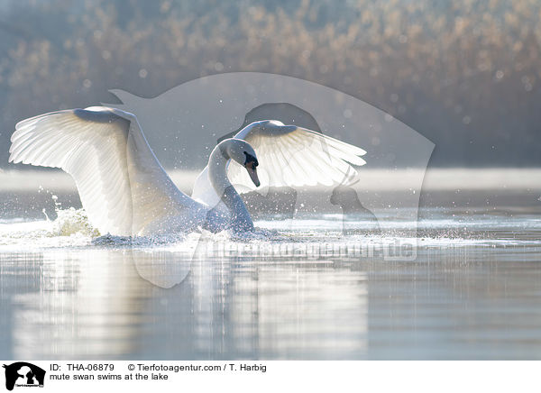 Hckerschwan schwimmt auf See / mute swan swims at the lake / THA-06879