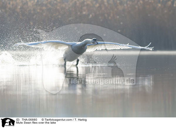 Hckerschwan fliegt ber den See / Mute Swan flies over the lake / THA-06880