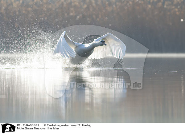 Hckerschwan fliegt ber den See / Mute Swan flies over the lake / THA-06881