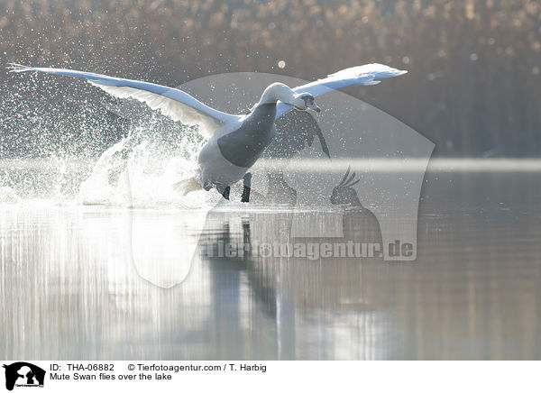Hckerschwan fliegt ber den See / Mute Swan flies over the lake / THA-06882