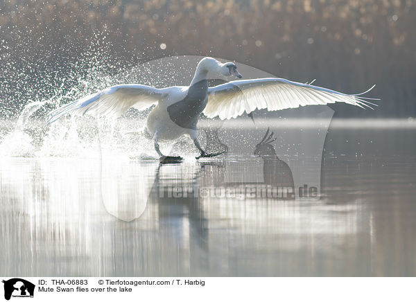 Hckerschwan fliegt ber den See / Mute Swan flies over the lake / THA-06883