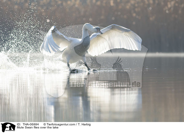 Hckerschwan fliegt ber den See / Mute Swan flies over the lake / THA-06884