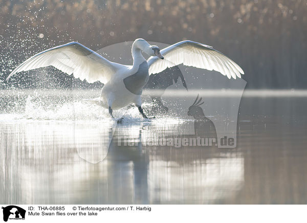 Hckerschwan fliegt ber den See / Mute Swan flies over the lake / THA-06885