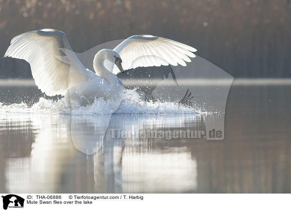 Hckerschwan fliegt ber den See / Mute Swan flies over the lake / THA-06886