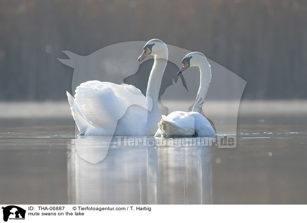Hckerschwne auf dem See / mute swans on the lake / THA-06887