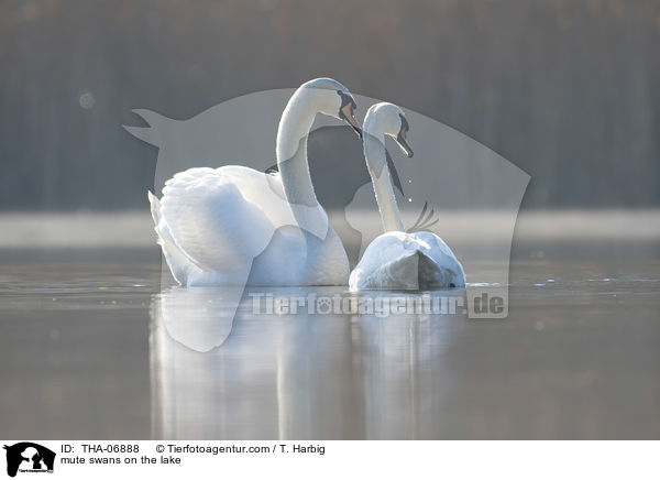 Hckerschwne auf dem See / mute swans on the lake / THA-06888