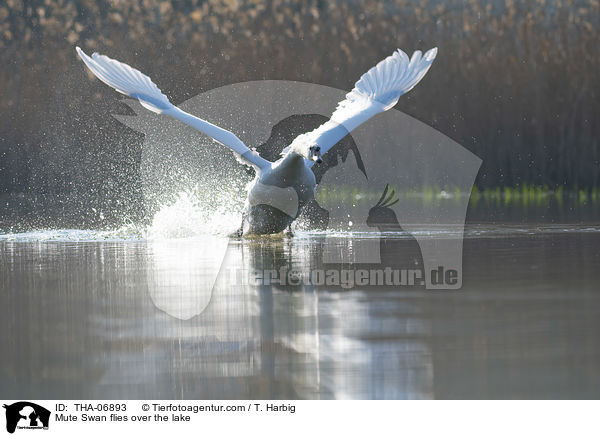 Hckerschwan fliegt ber den See / Mute Swan flies over the lake / THA-06893