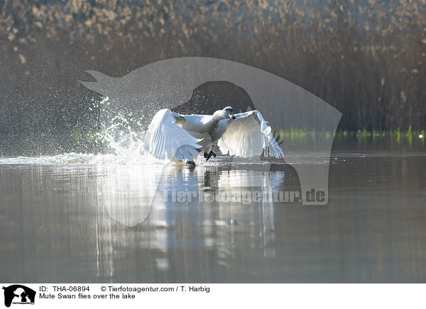 Hckerschwan fliegt ber den See / Mute Swan flies over the lake / THA-06894