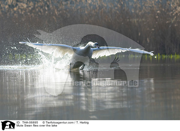 Hckerschwan fliegt ber den See / Mute Swan flies over the lake / THA-06895