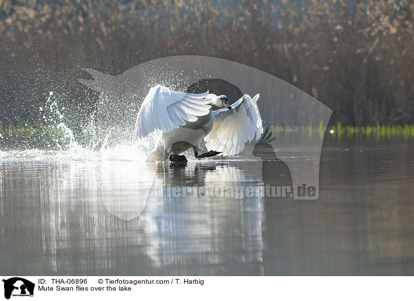 Hckerschwan fliegt ber den See / Mute Swan flies over the lake / THA-06896