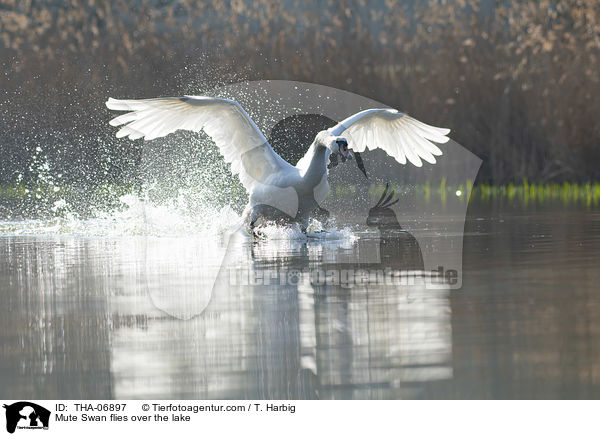 Hckerschwan fliegt ber den See / Mute Swan flies over the lake / THA-06897
