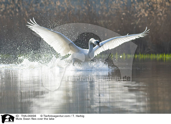 Hckerschwan fliegt ber den See / Mute Swan flies over the lake / THA-06898