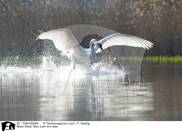 Hckerschwan fliegt ber den See / Mute Swan flies over the lake / THA-06899
