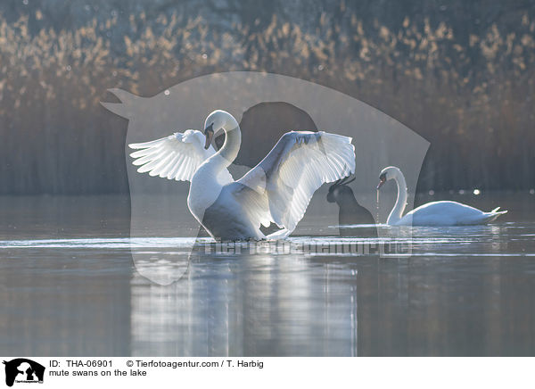Hckerschwne auf dem See / mute swans on the lake / THA-06901