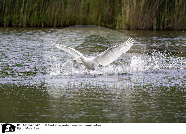 fliegender Hckerschwan / flying Mute Swan / MBS-20547