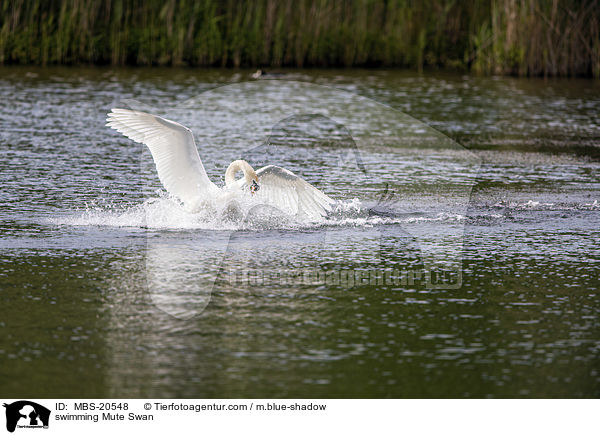 schwimmender Hckerschwan / swimming Mute Swan / MBS-20548