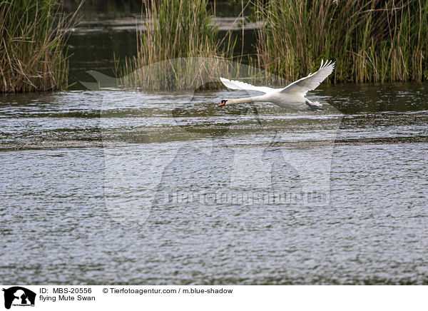 fliegender Hckerschwan / flying Mute Swan / MBS-20556