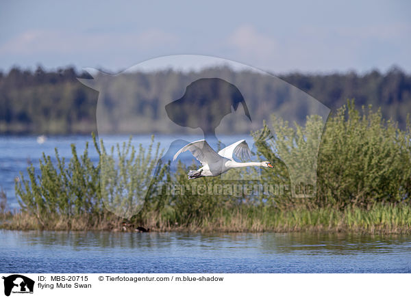 fliegender Hckerschwan / flying Mute Swan / MBS-20715