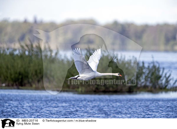 fliegender Hckerschwan / flying Mute Swan / MBS-20716
