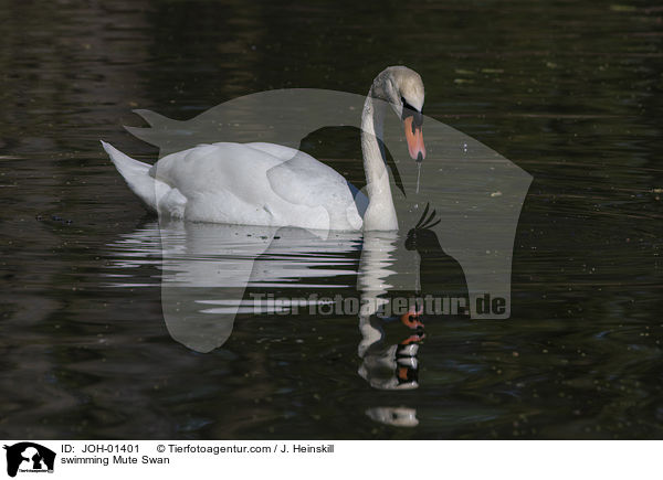 schwimmender Hckerschwan / swimming Mute Swan / JOH-01401