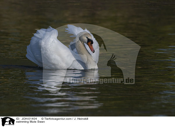 schwimmender Hckerschwan / swimming Mute Swan / JOH-01404