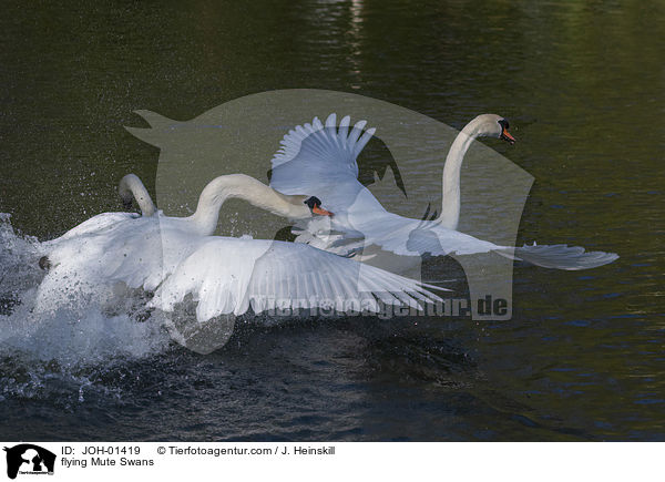 fliegende Hckerschwne / flying Mute Swans / JOH-01419
