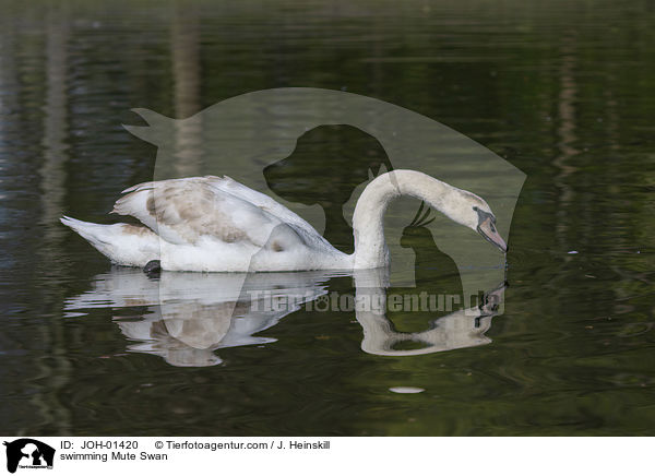 schwimmender Hckerschwan / swimming Mute Swan / JOH-01420