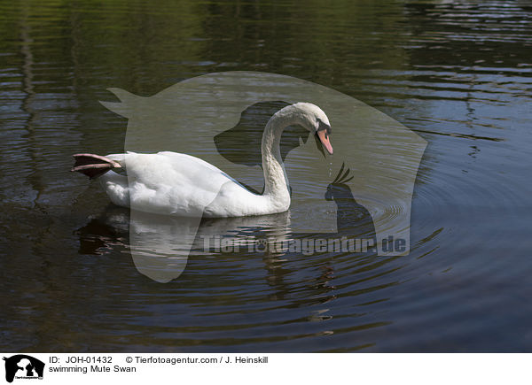 schwimmender Hckerschwan / swimming Mute Swan / JOH-01432