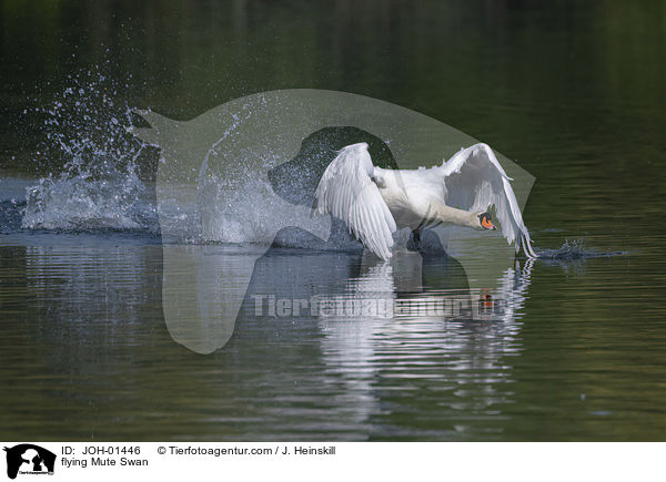 fliegender Hckerschwan / flying Mute Swan / JOH-01446