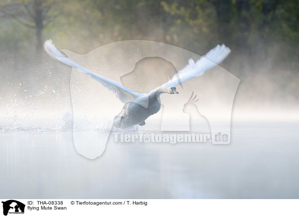 fliegender Hckerschwan / flying Mute Swan / THA-08338